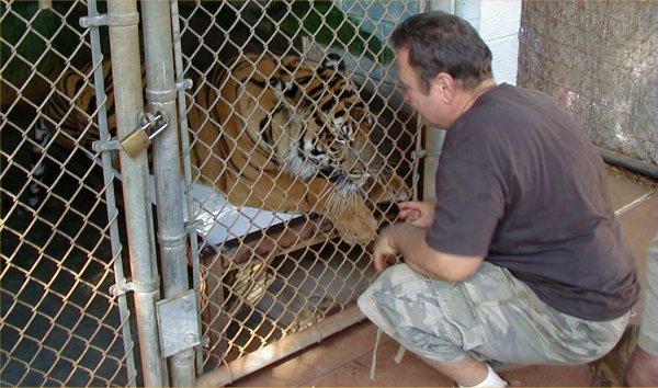 [ Tiger ]