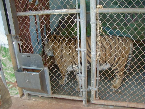[ Tiger ]