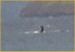 [ Whale ]