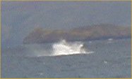 [ Whale ]