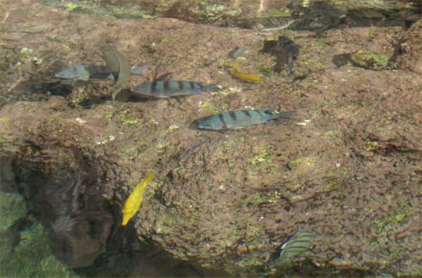 [ aquarium01 ]