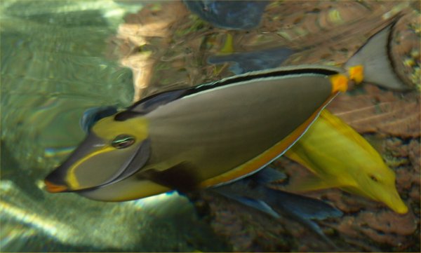 [ aquarium06 ]