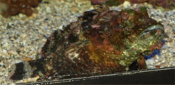 [ aquarium10 ]