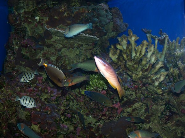 [ aquarium11 ]