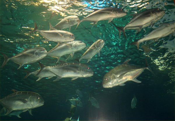 [ aquarium19 ]