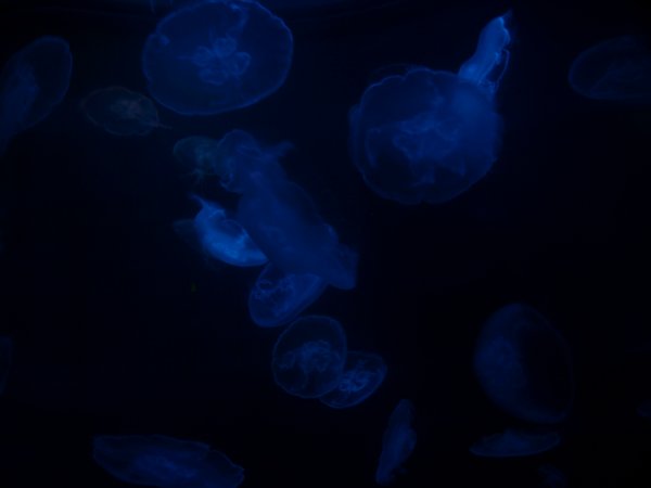 [ aquarium20 ]