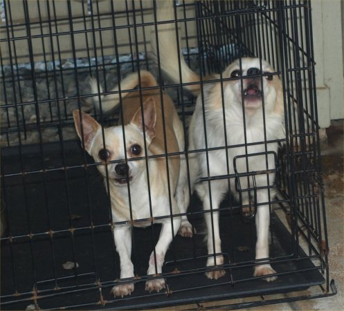 [ dogs ]