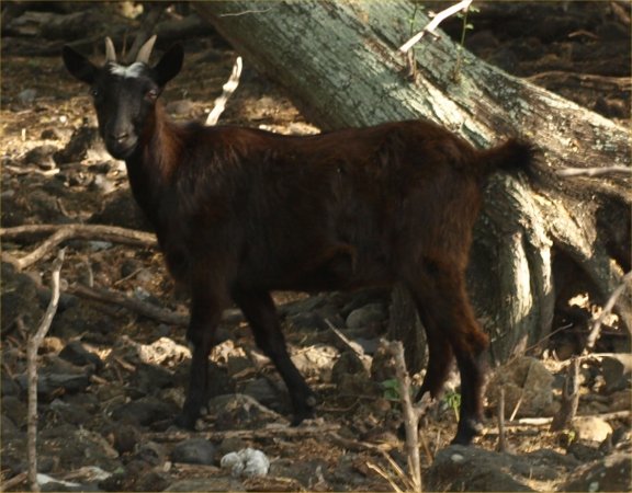 [ goat2 ]