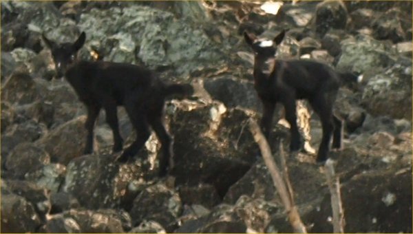 [ goat3 ]