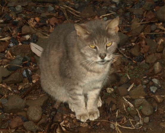 [ iaocat1 ]