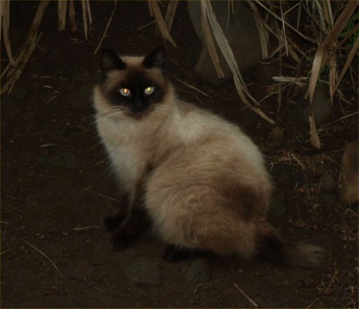 [ iaocat2 ]