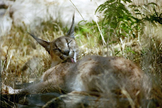 [ Caracal ]