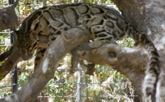 [ Clouded Leopard ]
