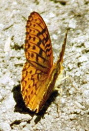 [ Butterfly ]