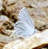 [ Butterfly ]