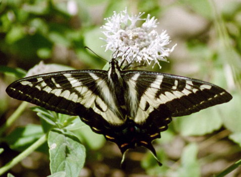 [ Butterfly ]
