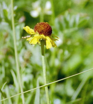 [ Coneflower ]