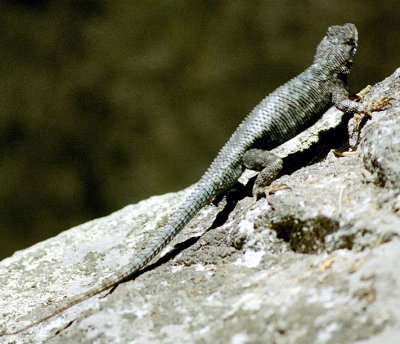 [ Lizard ]