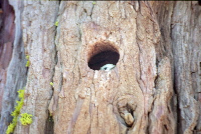 [ Nest Hole ]