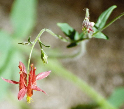 [ Red Columbine ]