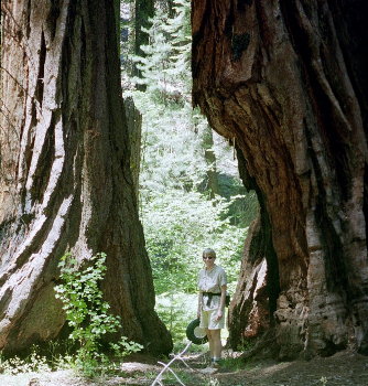 [ Ginger between Sequoias ]