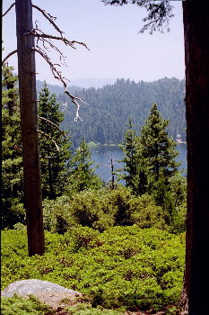 [ Sequoia Lake ]