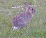 [ Bunny ]