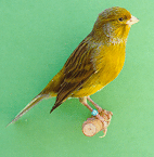 [ green American Singer canary ]