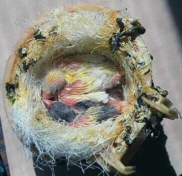 [ 11 Day Old Chicks ]