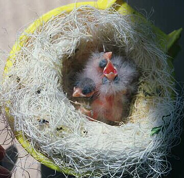 [ 6 Day Old Chicks ]