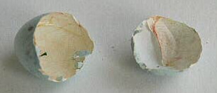[ Hatched Shell Membranes ]