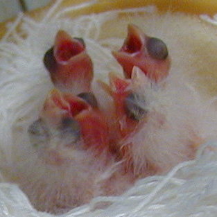 [ Day 1 Chicks ]