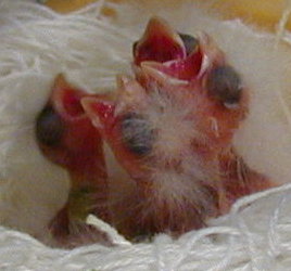 [ Day 3 Chicks ]