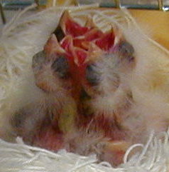 [ Day 4 Chicks ]