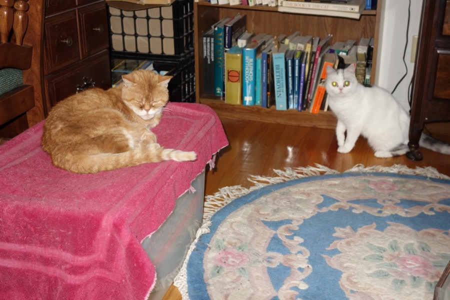 [ Dottie with Sweet Pea ]