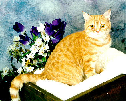 [ Dottie at 7 Months ]