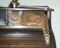 [ Rolltop Desk Cubicle ]