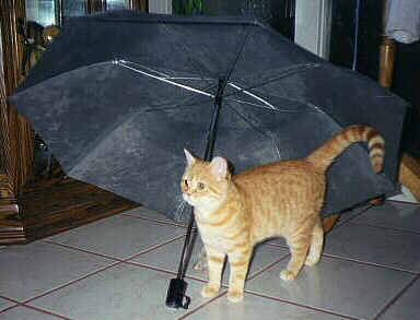 [ Under the Weather ]