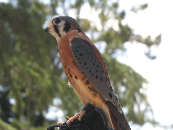 [ Kestrel ]