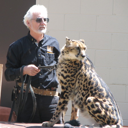 [ cheetah ]