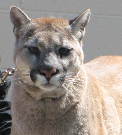 [ cougar ]