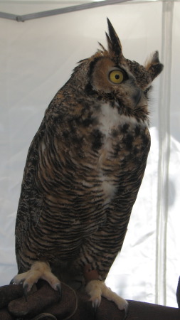 [ owl ]