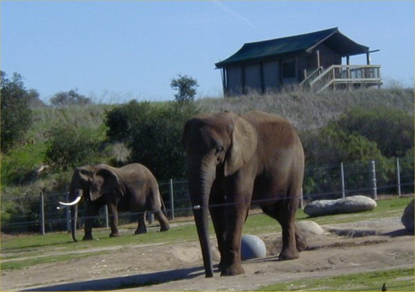 [ Elephants ]