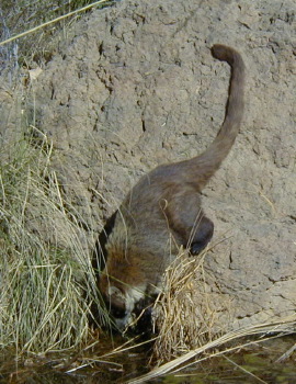 [ coati ]