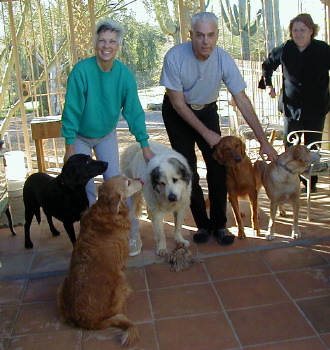 [ 5 Dogs ]