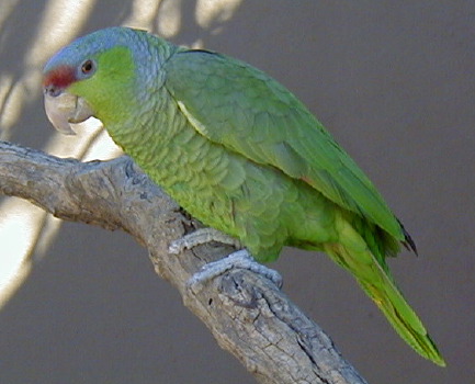 [ parrot ]
