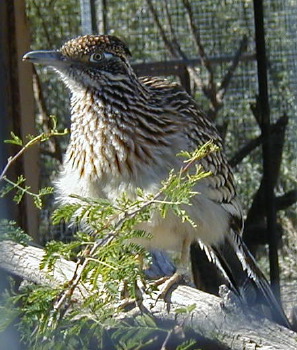 [ roadrunner ]