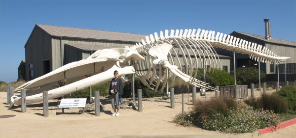 [ BlueWhale ]
