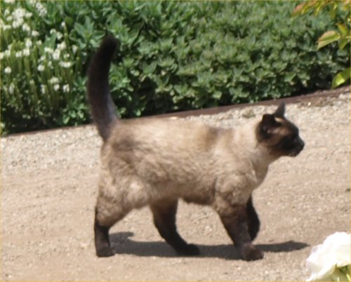 [ FiloliCat ]