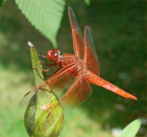 [ OrangeDragonfly2 ]